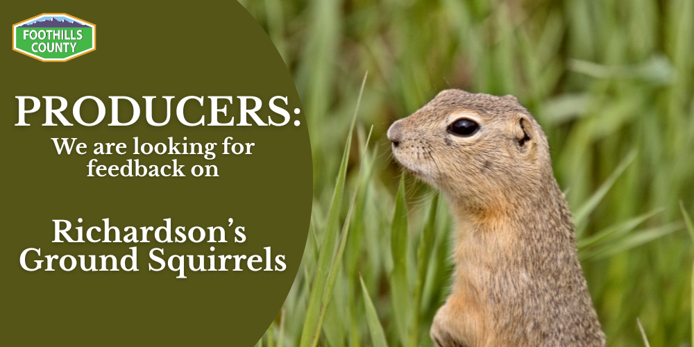 Richardson's ground squirrel
