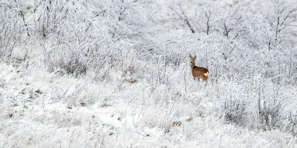 Winter Deer