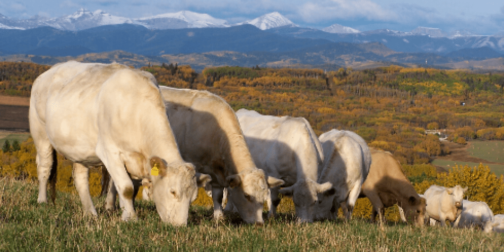 A row of white cows grazing in a field with mountains in the background.